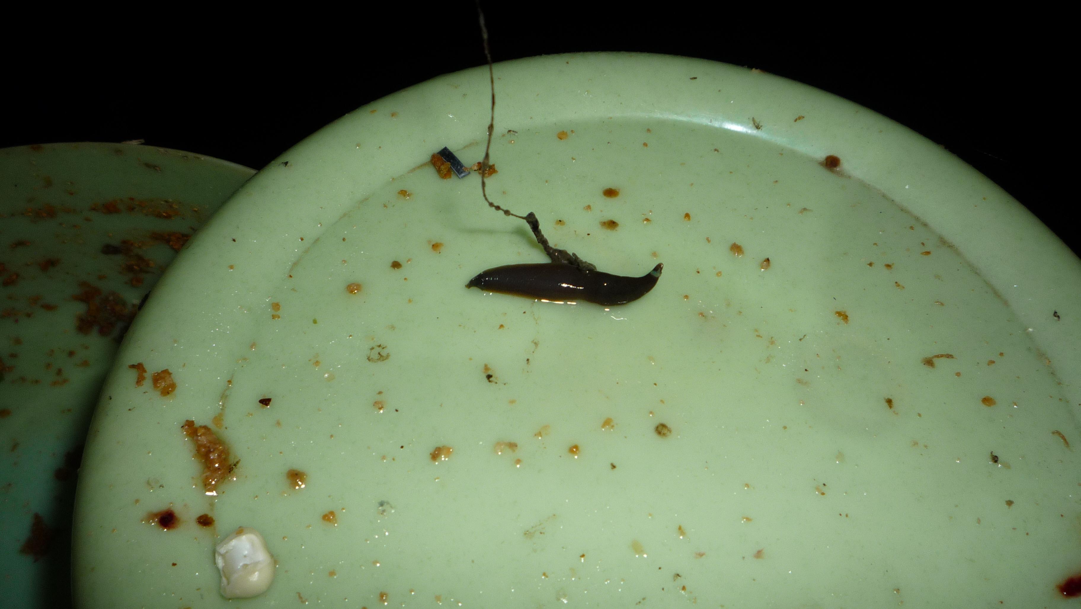 即使被钩住也保持着旺盛的生命力,在水下不停地蠕动,这是不是吸引鲇鱼