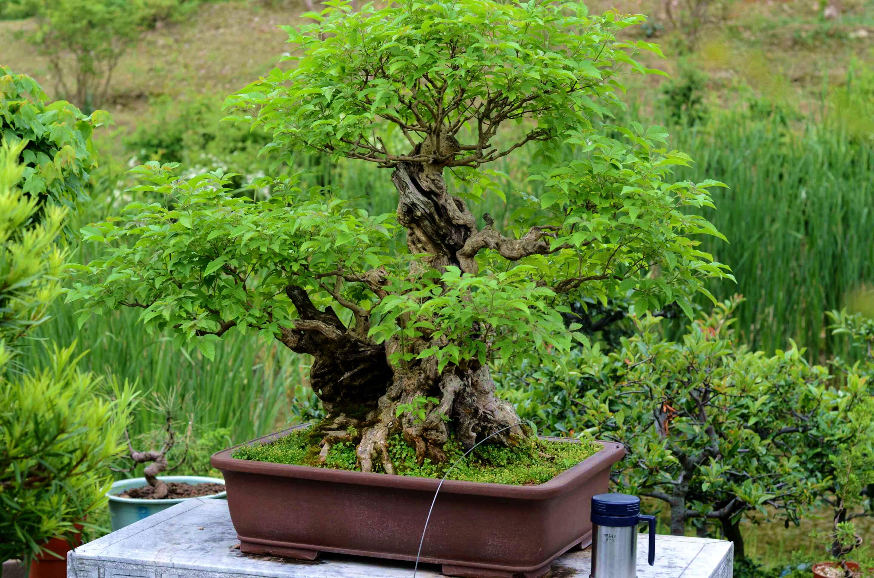 石付盆栽 bonsai on the rock • 黒松の石付盆栽 Japanese Black Pine, Kuromatsu, on a...