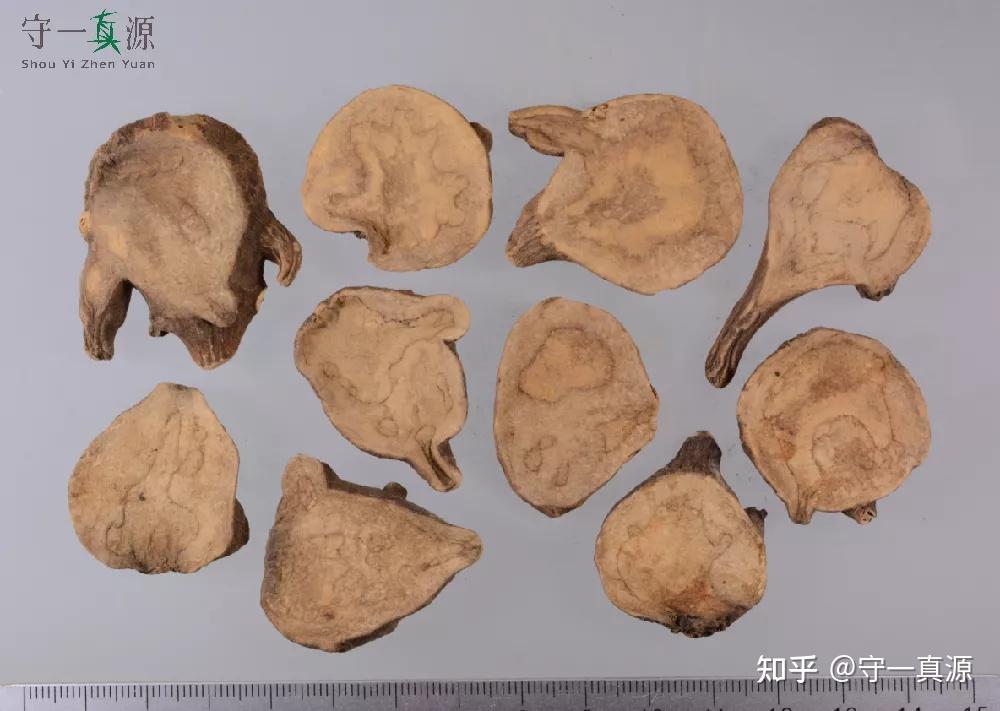 中药炮制 | 附子大毒,非用必小? - 知乎