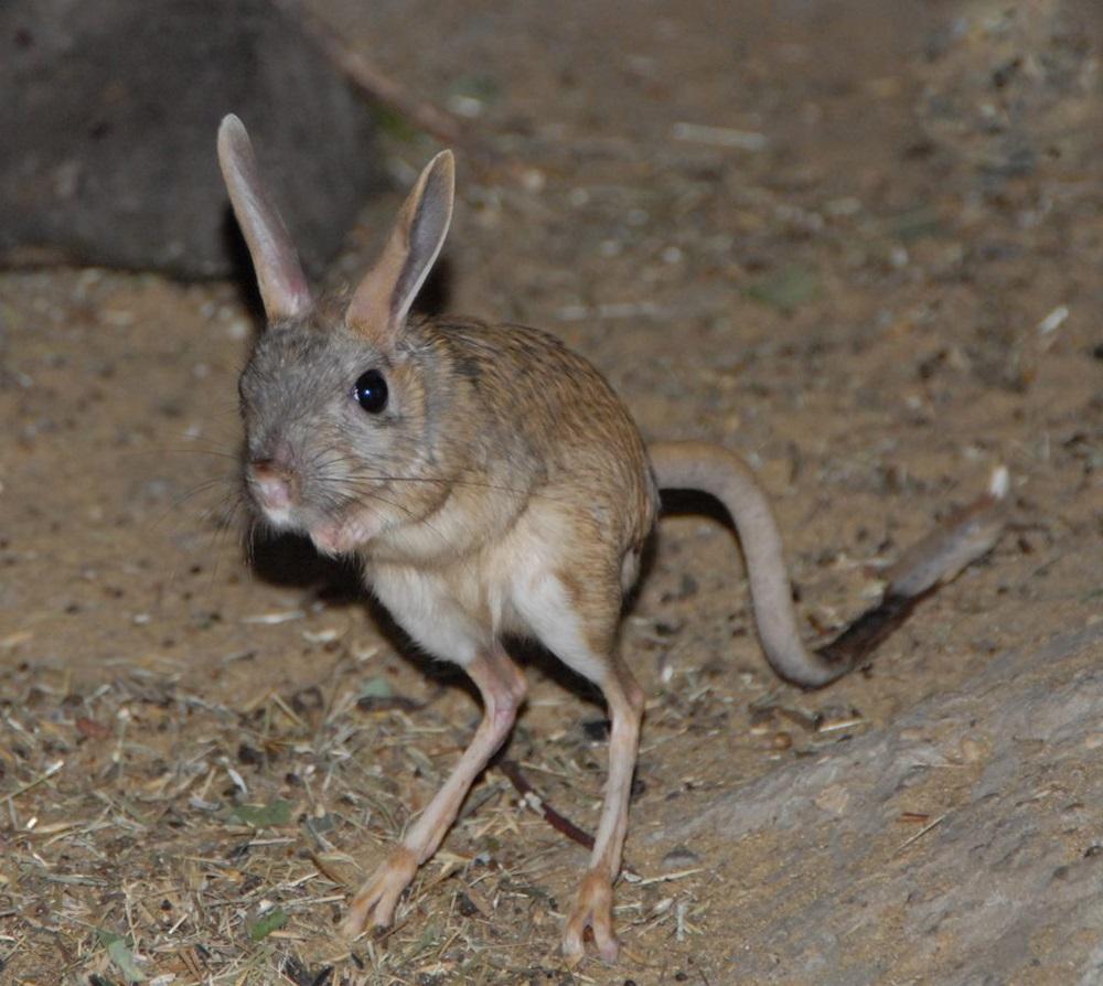 罗布泊发现沙漠米老鼠耳朵硕大后腿发达能跳1米多高