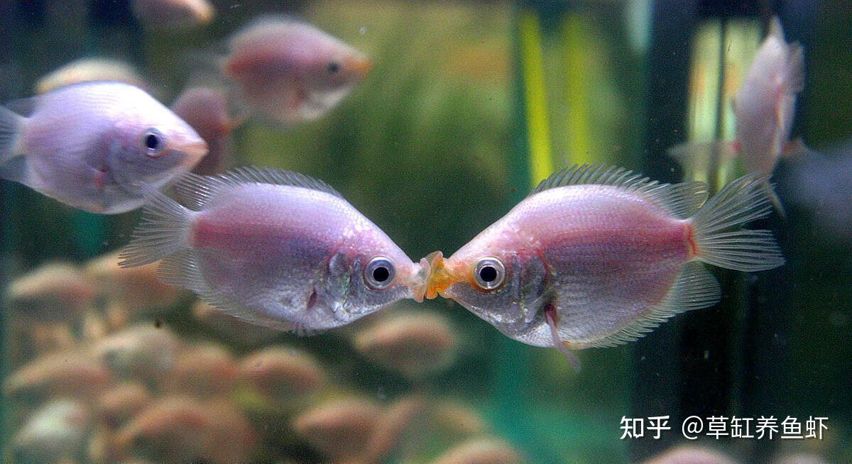 接吻鱼,观赏鱼里最可爱的鱼之一,如何饲养和繁殖?
