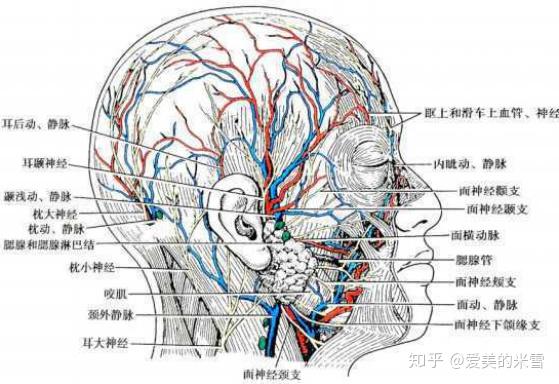 脂肪,肌肉,血管神經,直到看見清晰的下頜骨下頜角周圍分佈著很多血管