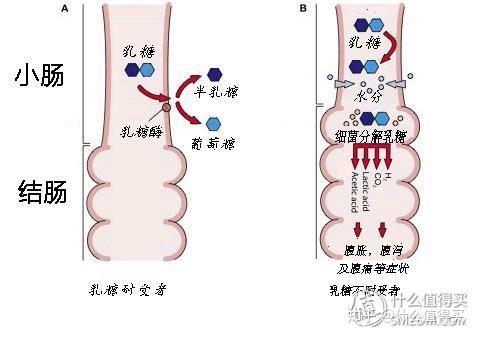 什么是肠鸣 v2-0c86b9f8b7ca8ac6aa8ff1ae03bb2e81_r.jpg