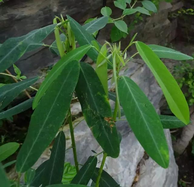 Abt趣味植物 植物也风流 这种植物居然会闻歌起舞 知乎