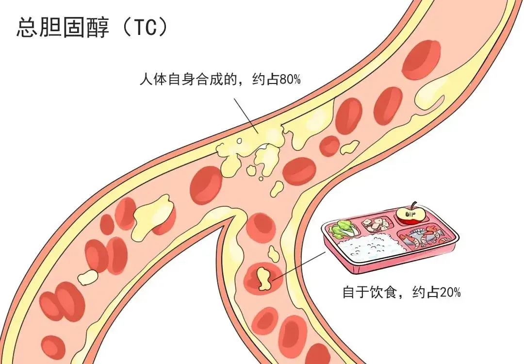 一文秒懂膽固醇