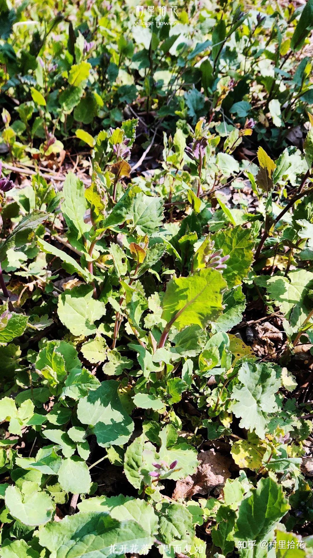 诸葛菜我真的有那么好吃吗