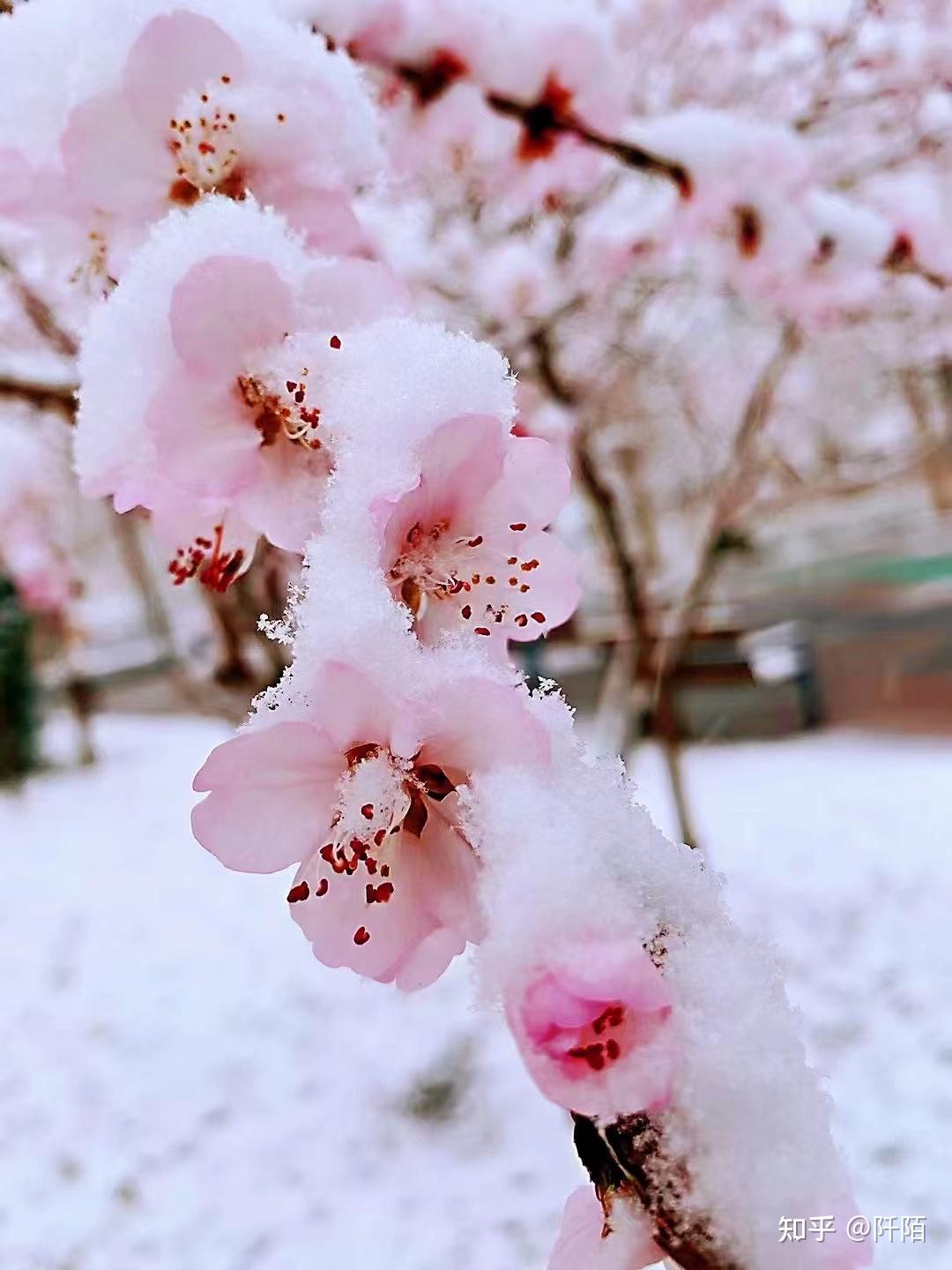 三月桃花雨一张风雪图图片