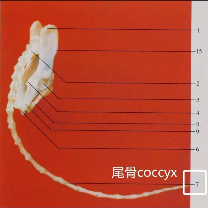 如何读懂猫的尾语为什么不能拽猫尾巴关于猫尾巴的那些事儿一次说透彻