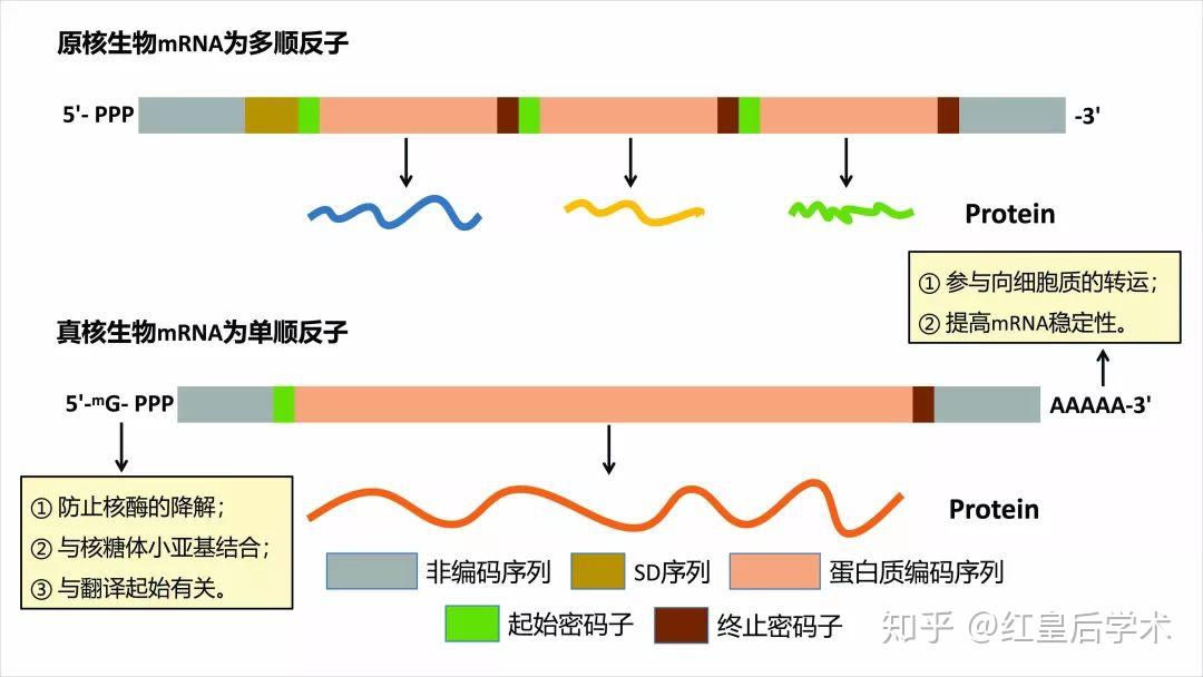 核酸-遗传信息的载体