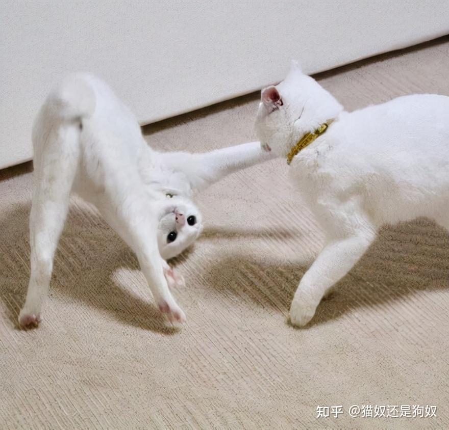 为何猫咪交配结束后,母猫会转头攻击公猫? - 知乎