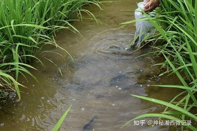 湘西州林业局:开展稻鱼综合种养培训助力乡村振兴 - 知乎