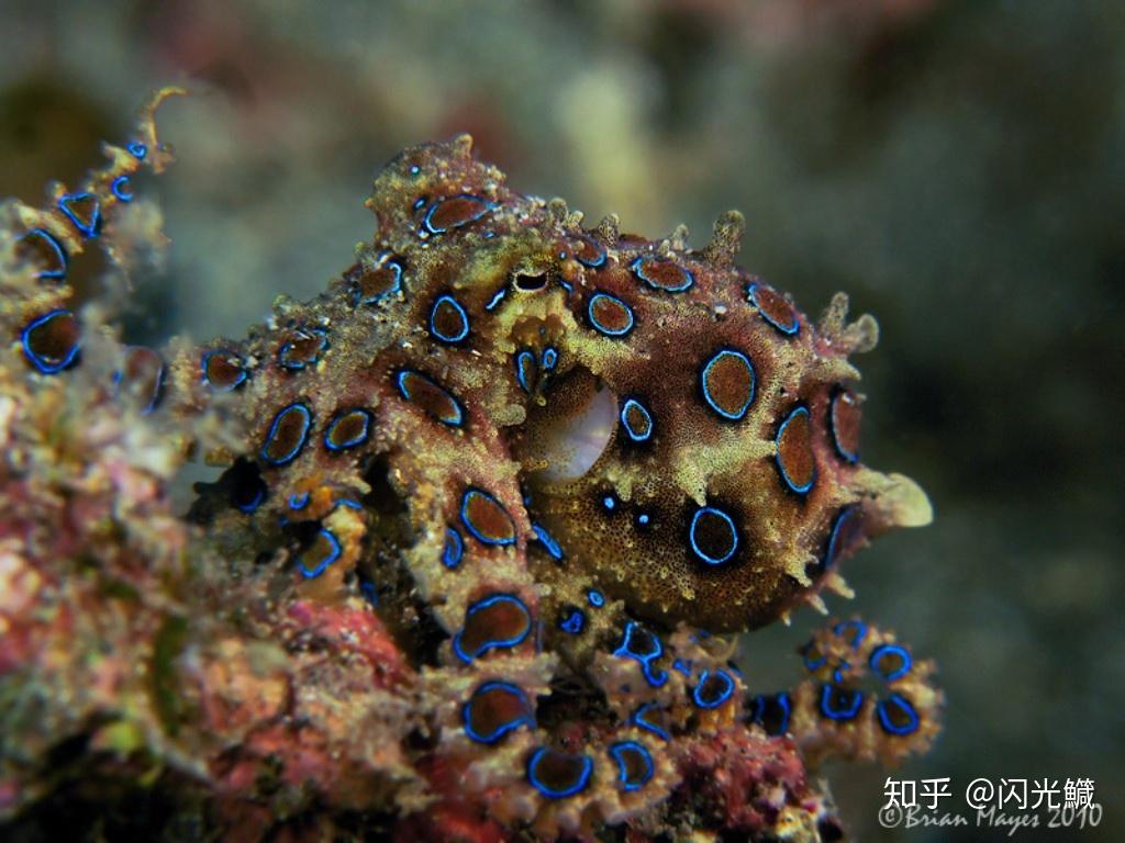 火锅食材中发现有毒的蓝环章鱼，常见食材中的剧毒之物