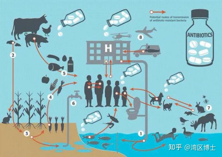 应用创新微生态环境影响认识不足及抗生素对人工湿地的人工湿地如何