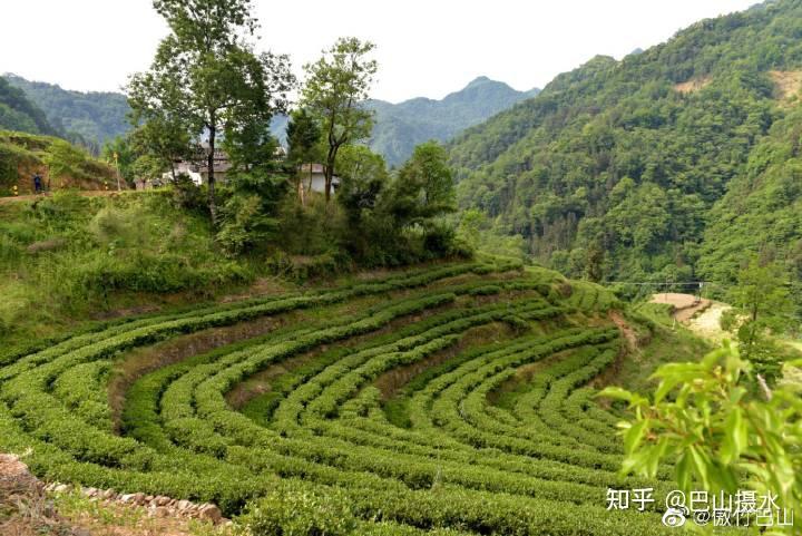 據瞭解,本次活動主要圍繞茶產業建設為重點,採取國內茶商探產地,新聞