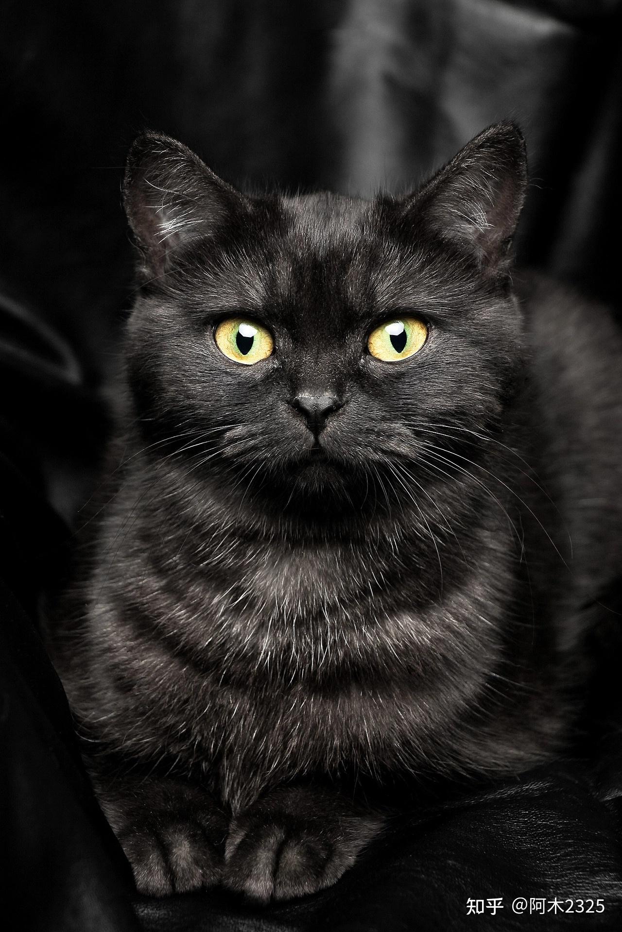 黑猫图片大全,黑猫高清壁纸 - 知乎