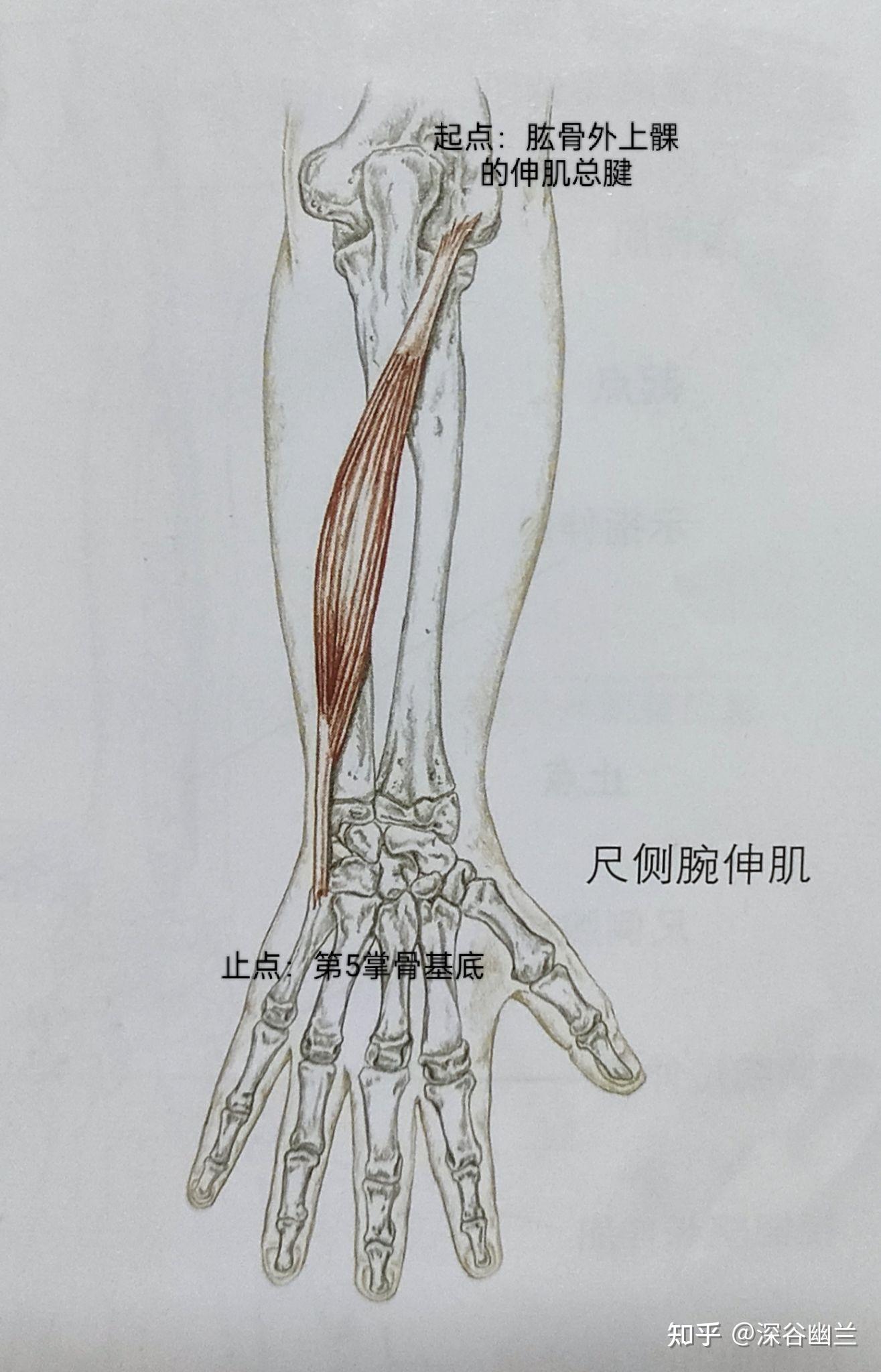 腕背伸肌功能图片