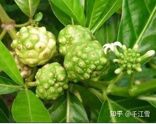 柘树 - 知乎