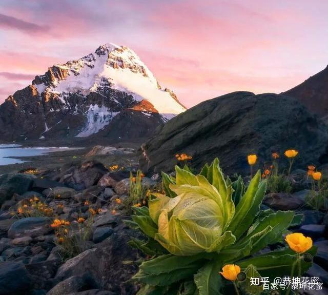 壤卓蓮花來自西藏高原淨土的饋贈