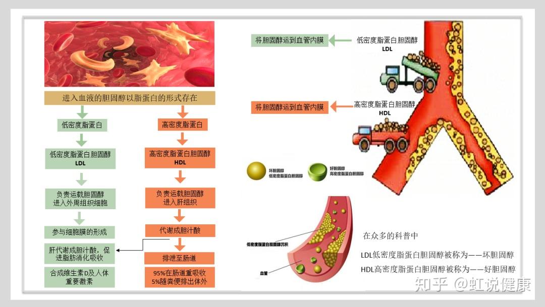 1/3的膽固醇以高密度脂蛋白膽固醇(hdl)形式存在,它負責將膽固醇運輸