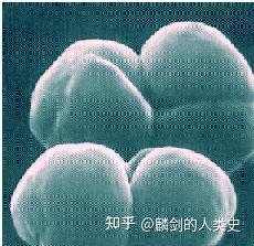 【地球生物全系列——从单细胞到人类】古细菌界—广古菌门 - 知乎