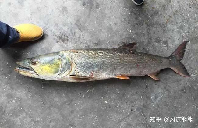 拥有这么多美妙名字的香鱼是一种底栖,洄游的杂食性鱼类.