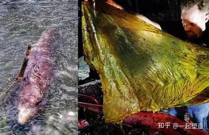 如何看待鲸鱼胃中有40公斤塑料?海洋污染你有什么看法?