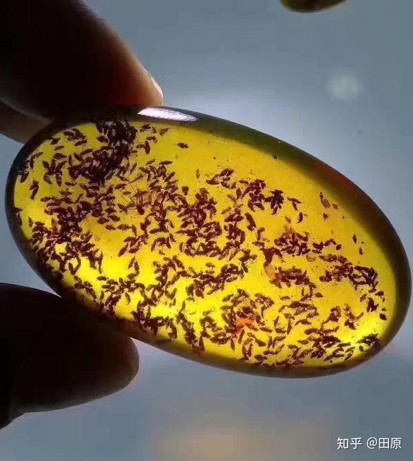 什么样的虫珀值得收藏