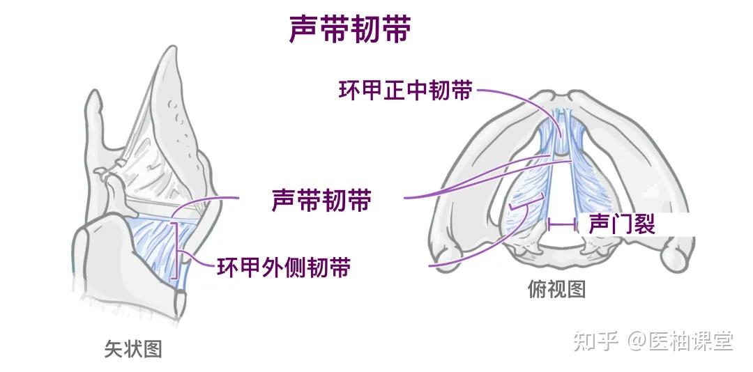 人体解剖学基础:喉和气管 - 知乎