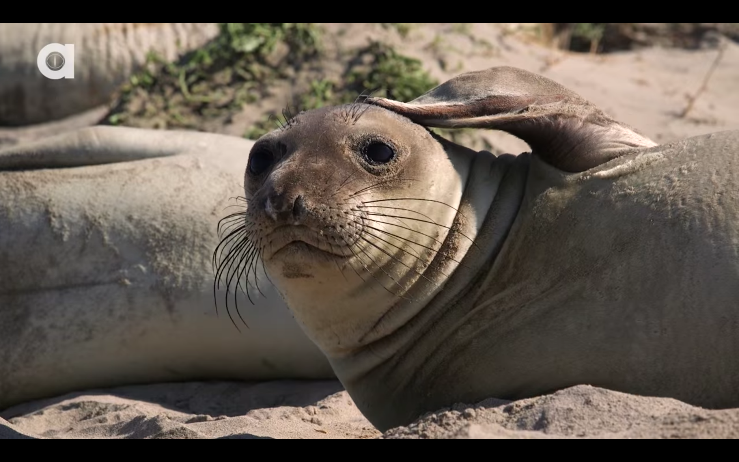 简单介绍一下吧,该频道的视频由动物专家coyote peterson和他的同事