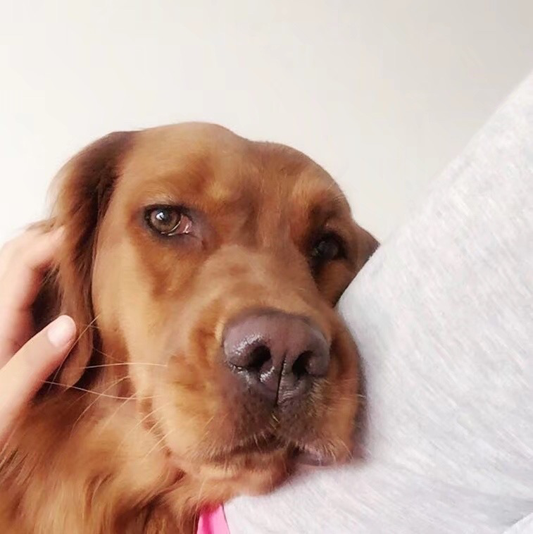 动物有情绪吗? - 知乎