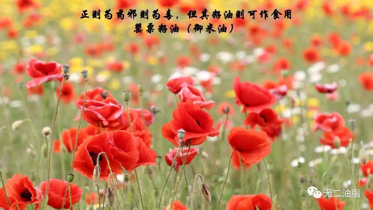 正则为药邪则为毒,但其籽油则可作食用——罂粟籽油(御米油)