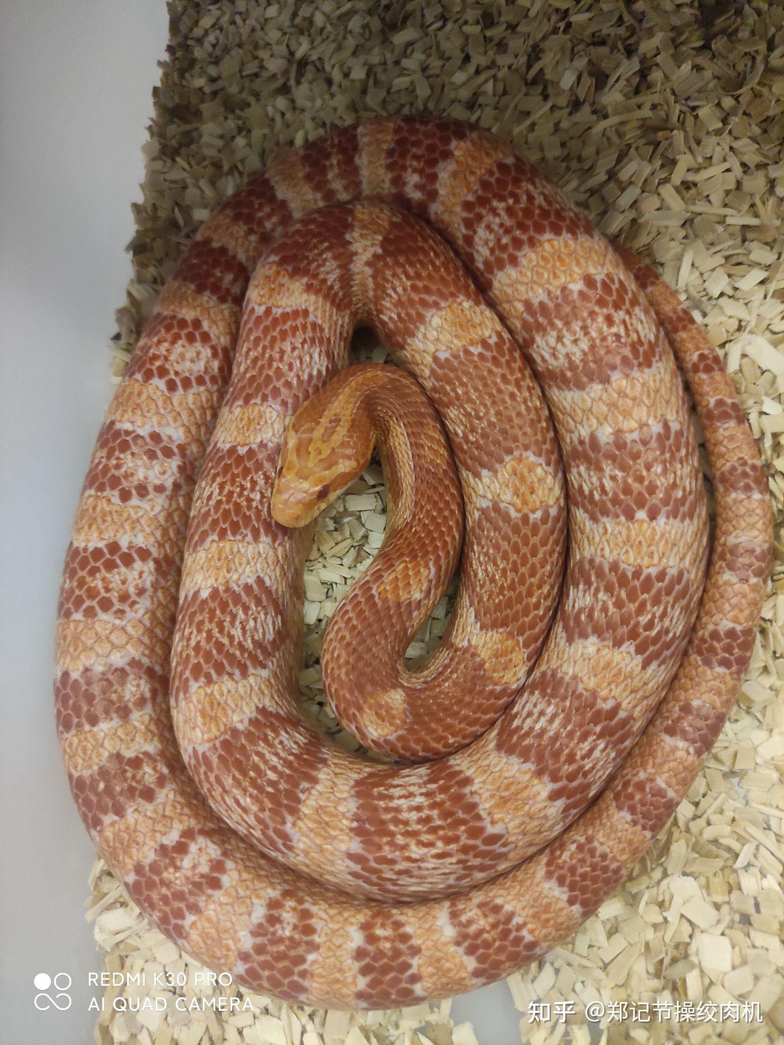 分享一下你的宠物蛇的可爱照片和小故事好吗