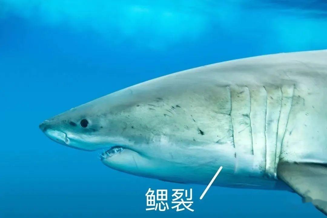 其实只有噬人鲨,尖吻鲭鲨等少数远洋鲨鱼是这样:它们只会"前进式呼吸"