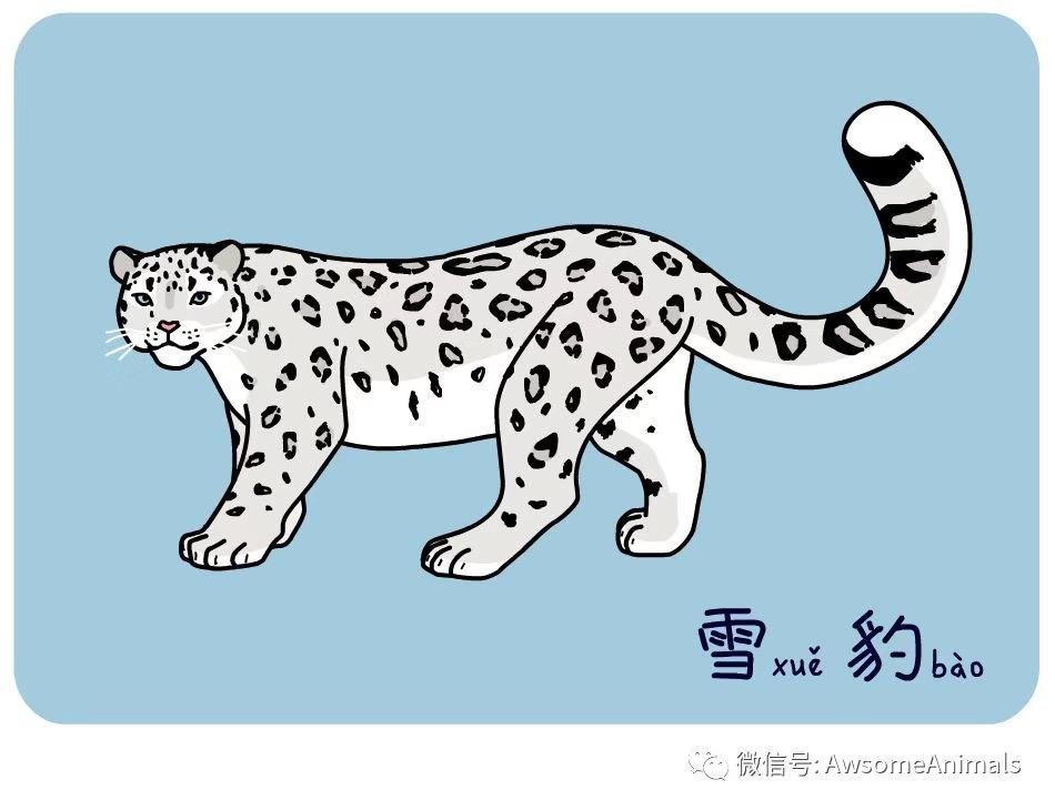 10月23日今天是世界雪豹日