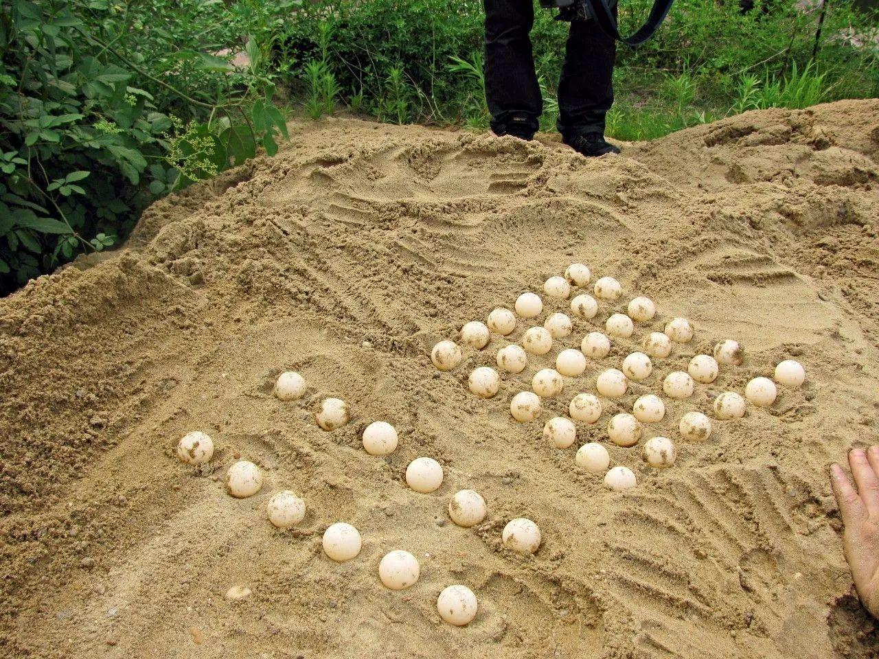 但至少没好到哪里去——专家们甚至没能找到雌鳖产下的卵