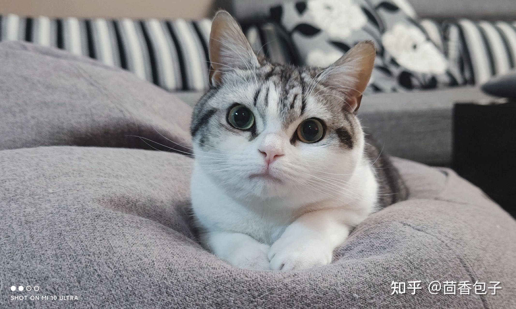 能看看你家猫咪的自拍照吗