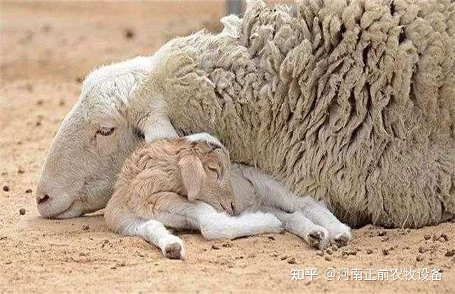 母羊产后的饲养方法，看8090后新农人如何做的 - 知乎