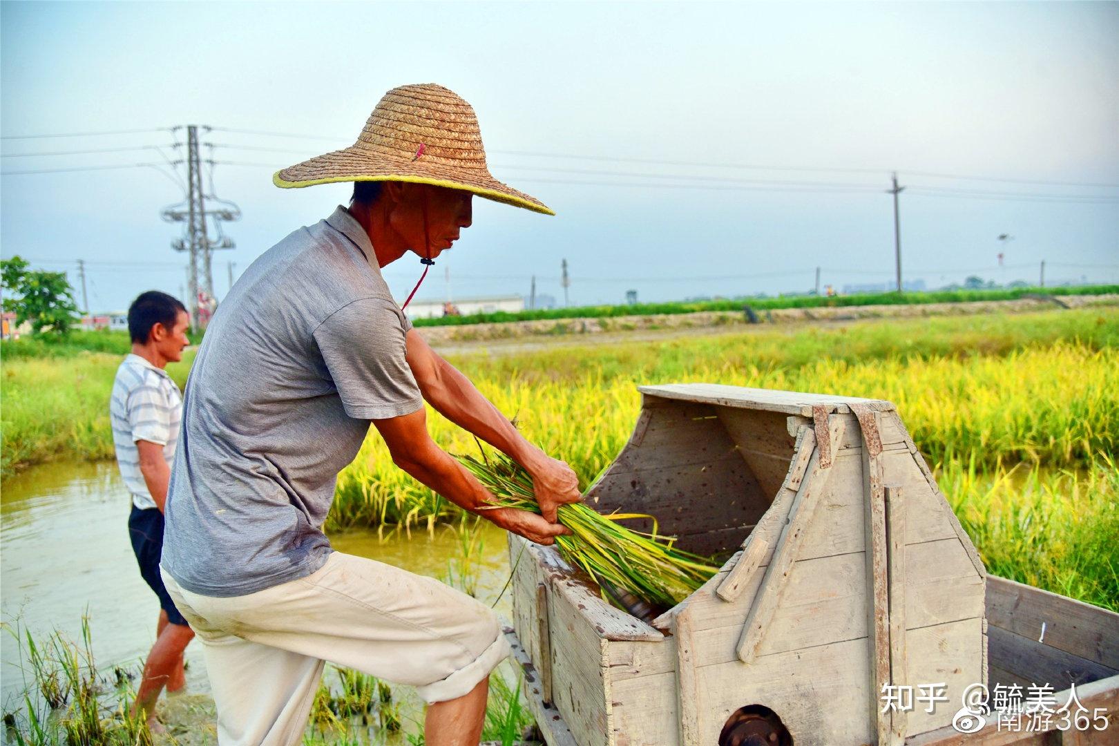 广州幸福田园犇牛牧场"农忙假"开始了,征集百个家庭来"双抢"