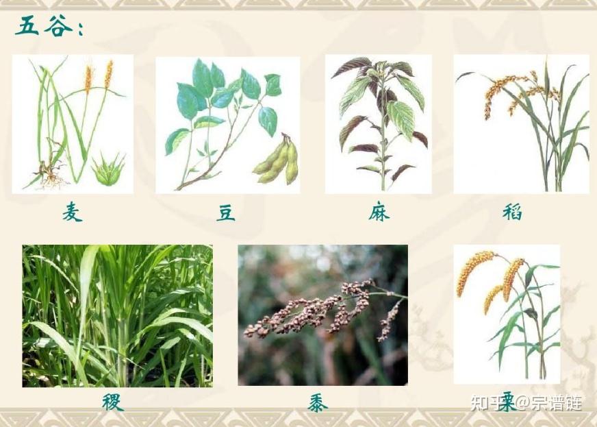 古代中国的粮食种类与收割方式 - 知乎