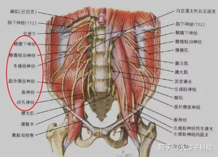 推揉按摩,採用仿真人十指設計按摩頭,給你技師的按摩體驗.