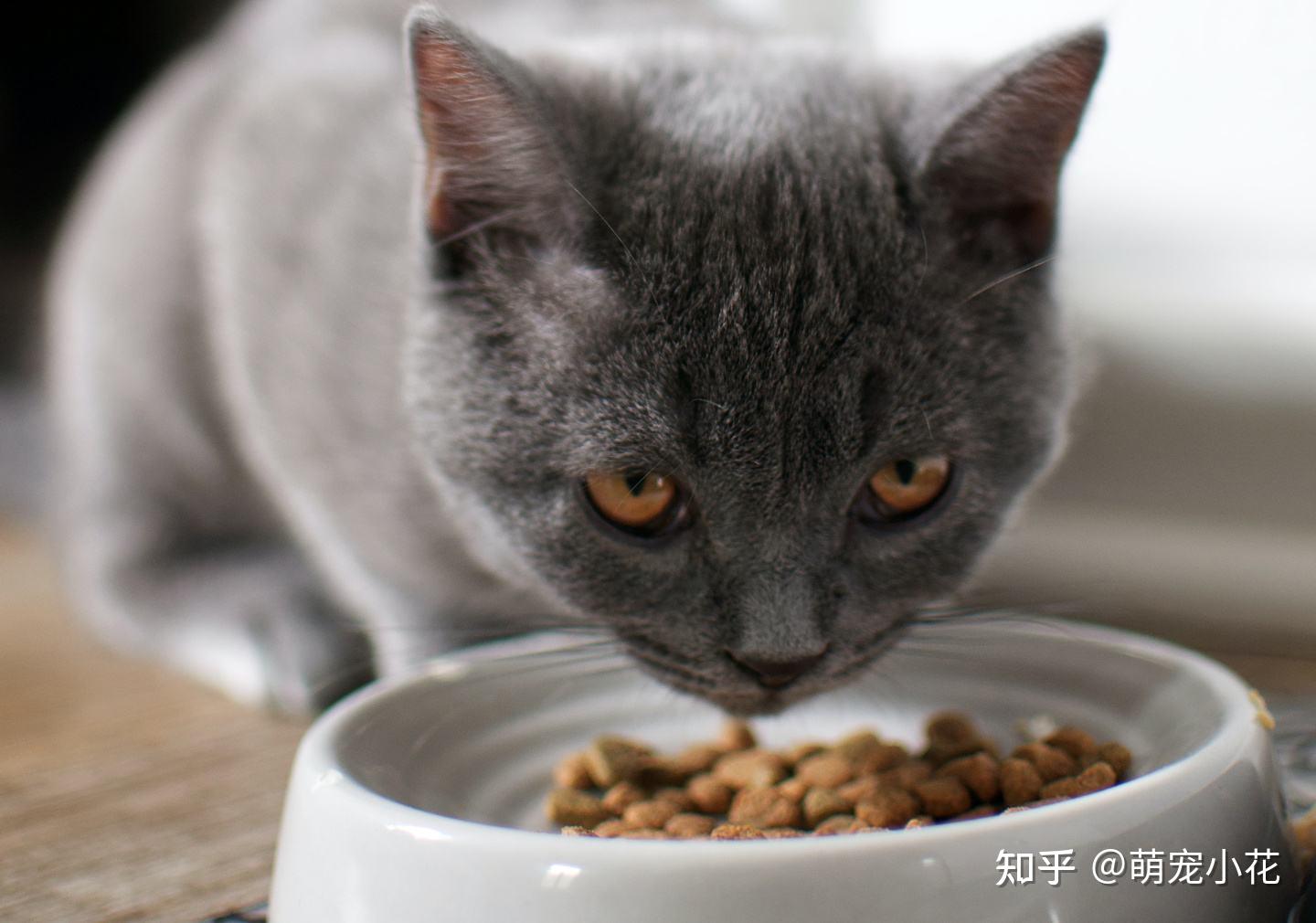 貓咪喜歡你和混口飯吃的區別過來人告訴你差別很大