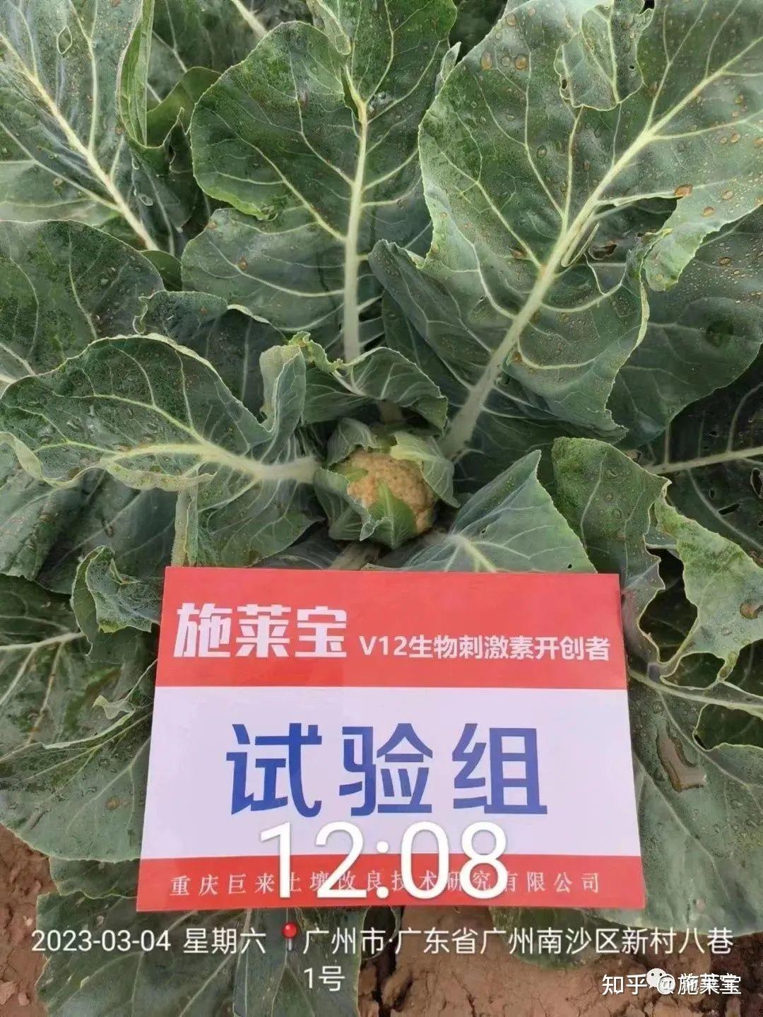 花椰菜莲座期图片图片