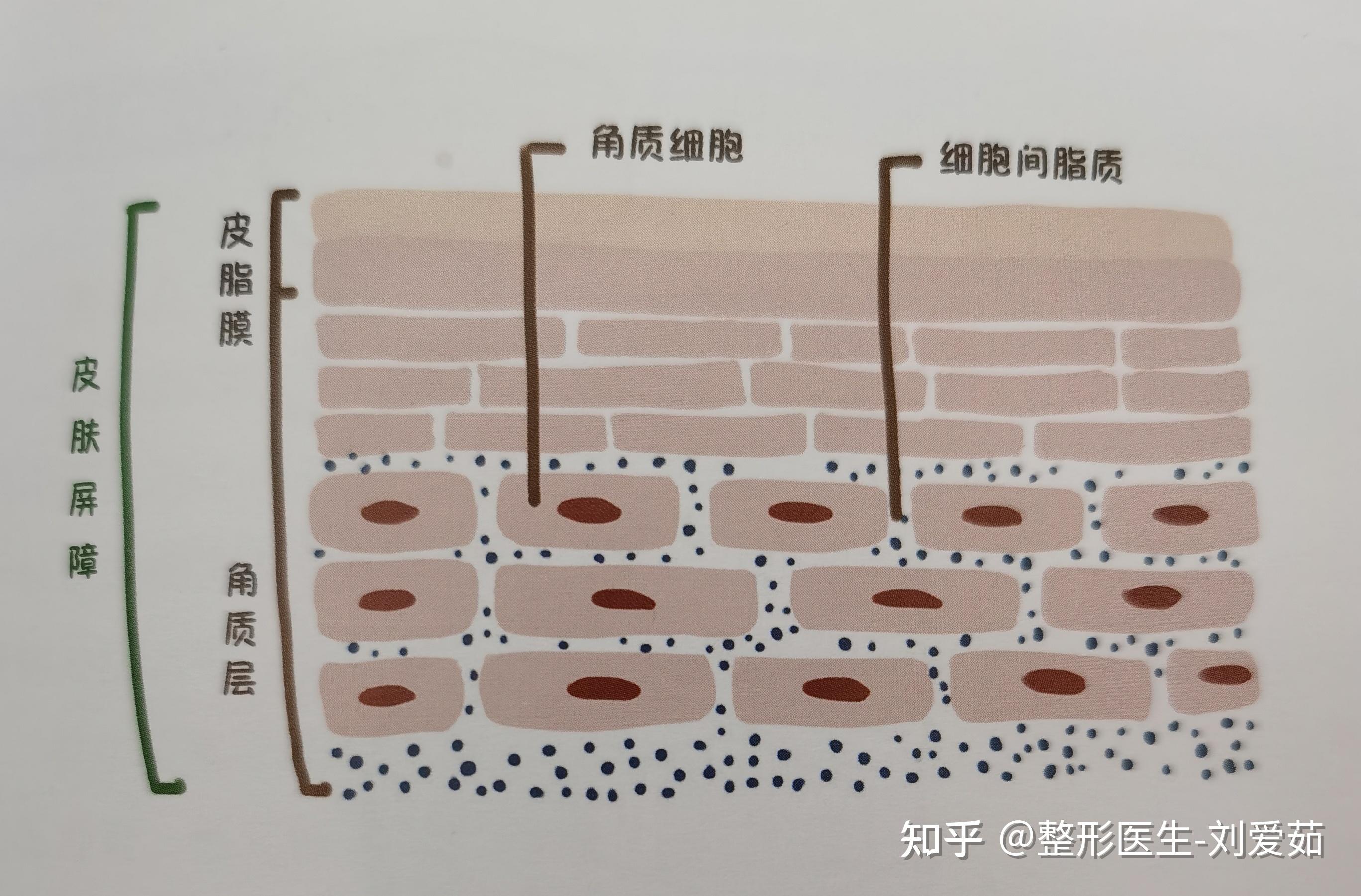 皮肤砖墙结构图片图片