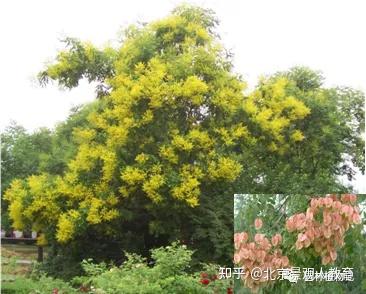 景观人植物理论系列 北方园林绿化常用乔木总述 知乎