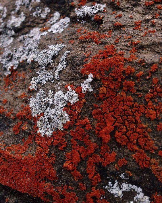 花园养护知识植物霉菌处理