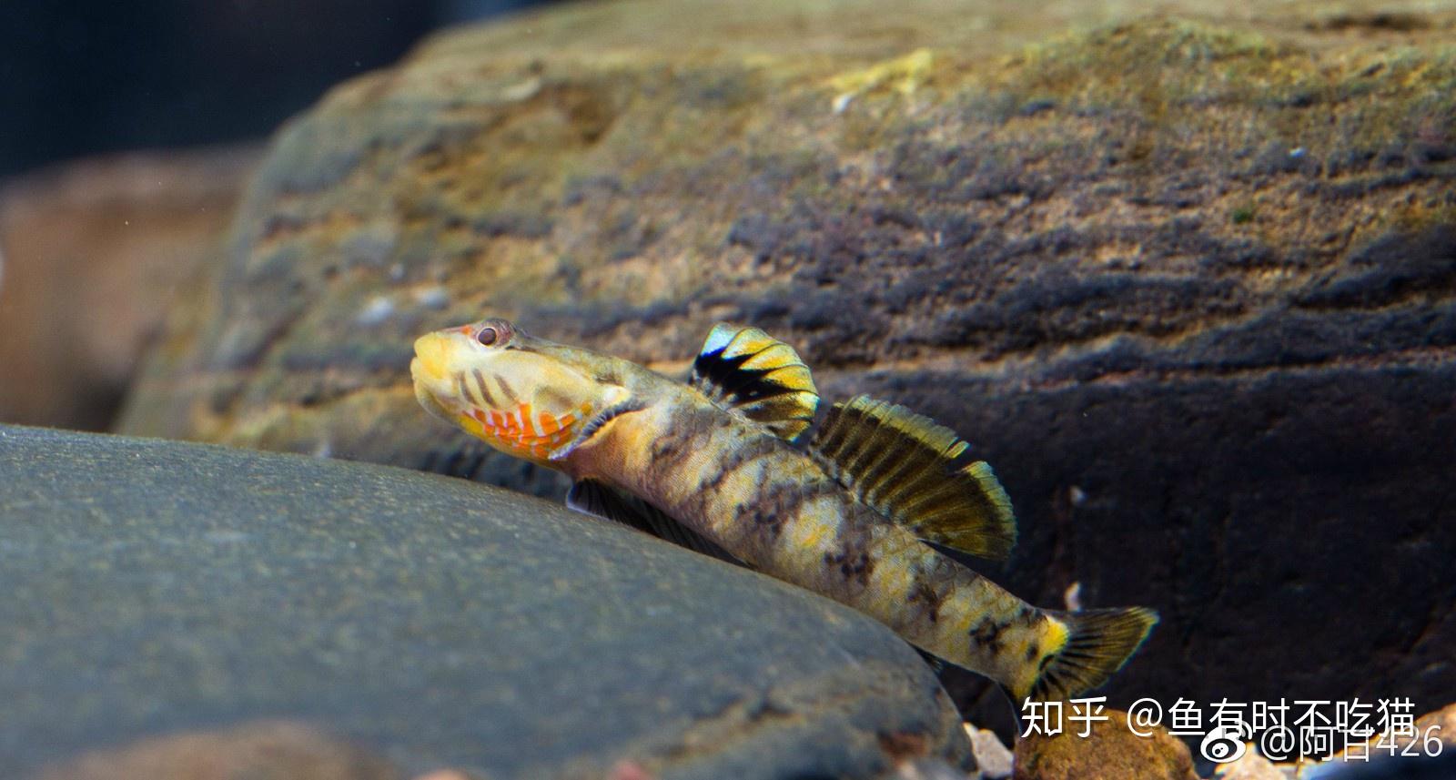 中国原生鱼:吻虾虎鱼图鉴 