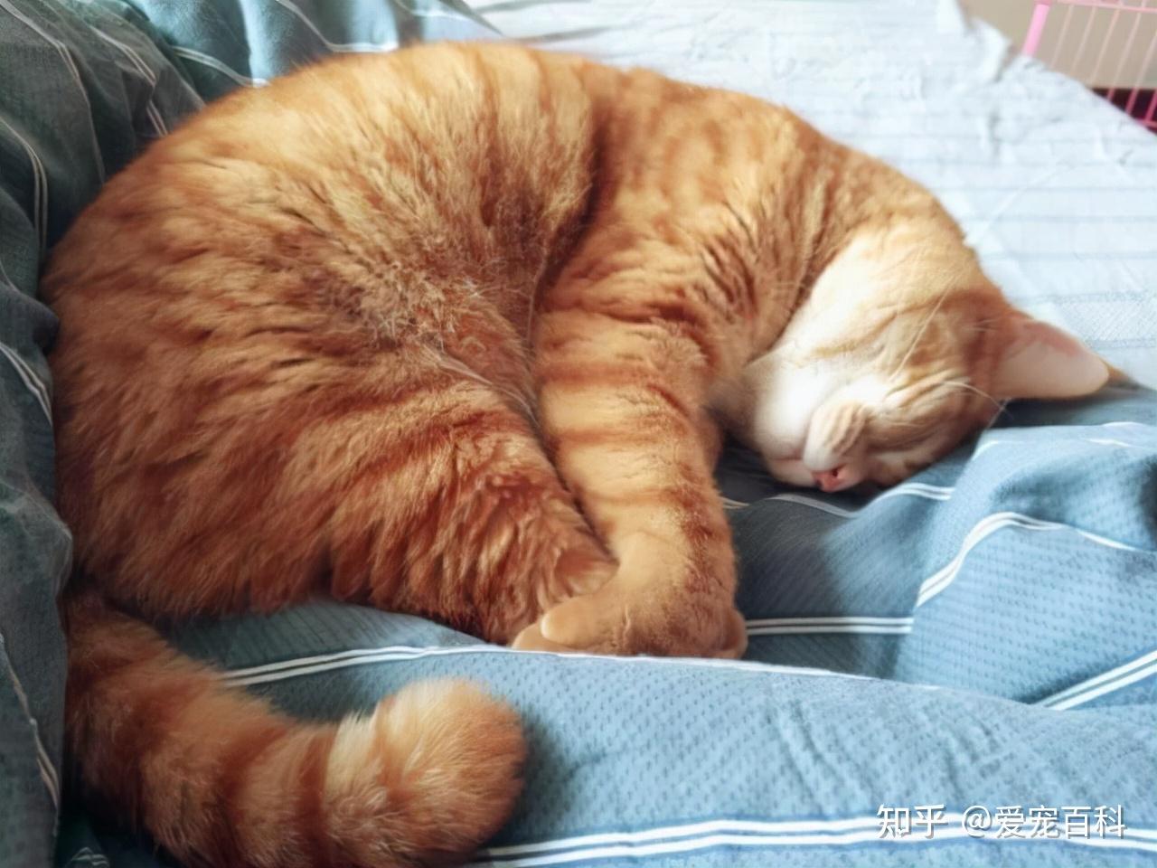 橘猫的睡觉姿势暴露了主人在它心中的地位
