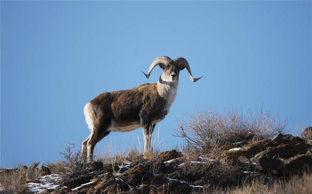 01体形粗壮重200千克,头顶1.5米盘曲巨角,被誉为"亚洲巨野羊"