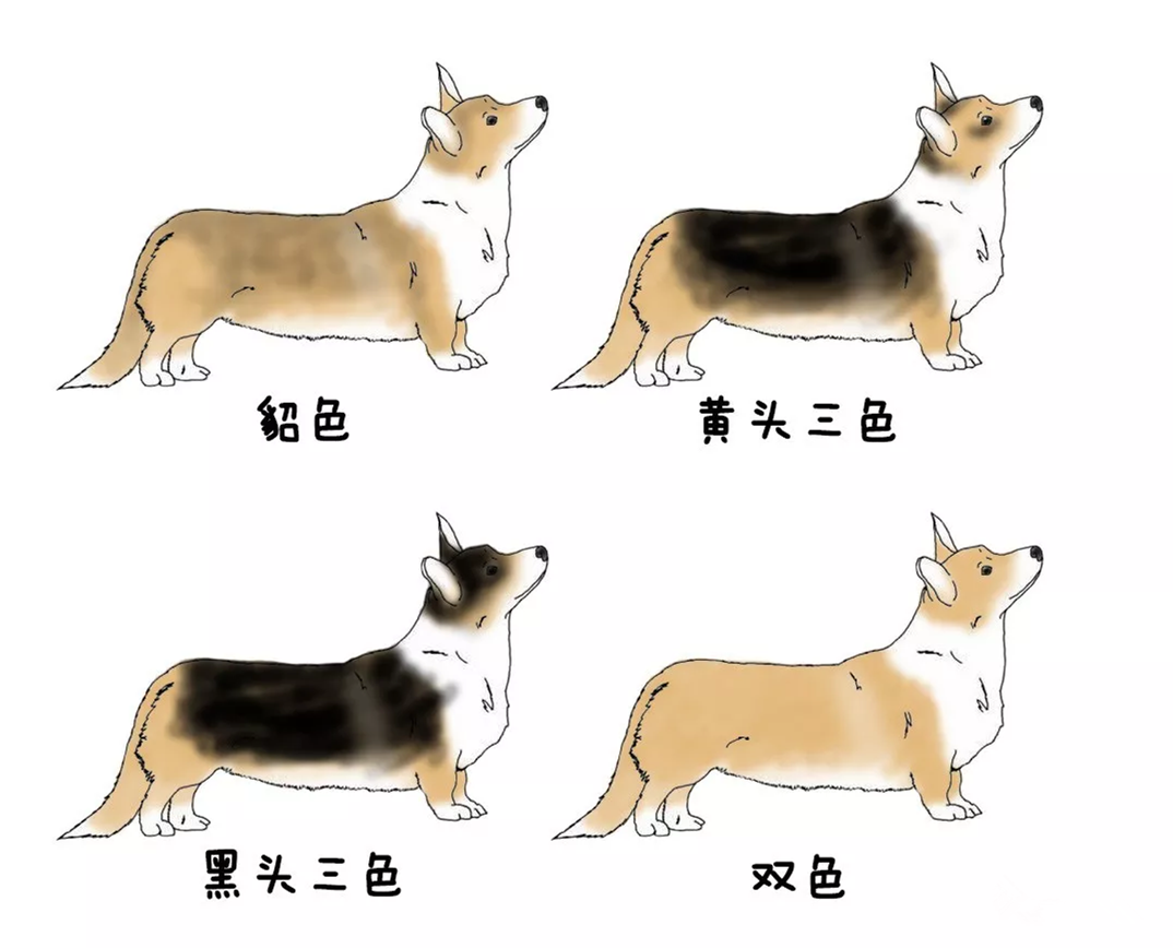 跑步基拆家挖掘基有一种狗叫女王的柯基