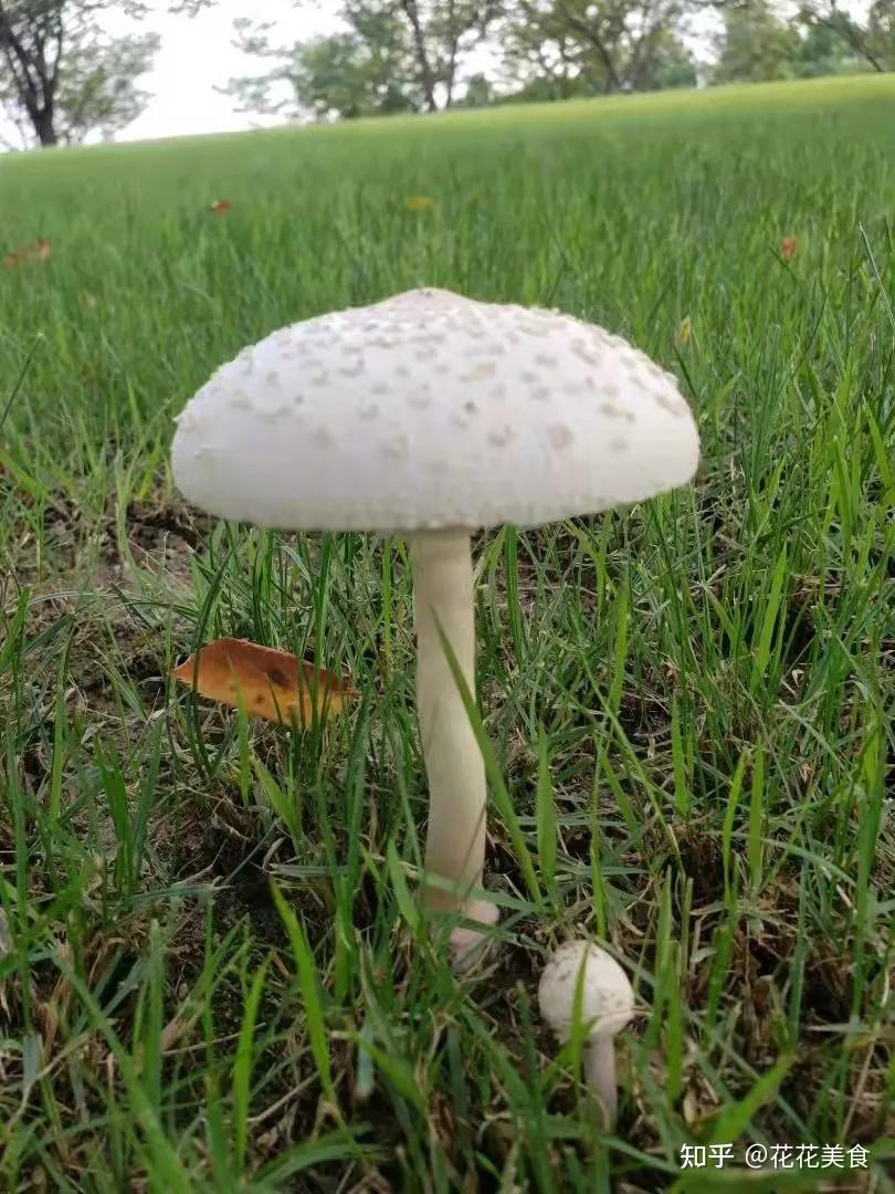 “红伞伞，白杆杆，吃了一起躺板板”---路边的野蘑菇你可别馋 - 知乎